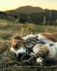 For More Like This Follow Ngozi Chione Henry And Baloo Cute Animals Animals Friends Animals Friendship