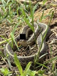 Snake Season - saw this little guy in our front yard this morning  (Germantown) : rnashville