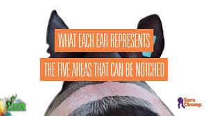 Show Pig How To Read Ear Notches