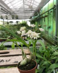 Image result for Polystachya fallax