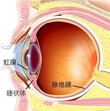 Manage your video collection and share your thoughts. çœ¼çƒä¸Žè§†ç½'è†œ