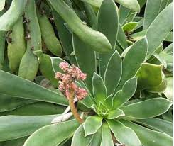 Image result for Lecanthus