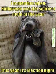 Top 35 Halloween Funny Memes Funny Animals Funny Dogs Cute Animals