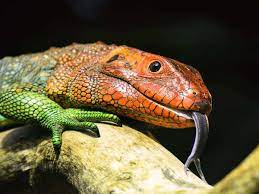 How Long Can A Lizard Live Without Food Maine News Online