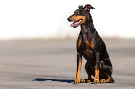 The manchester terrier has been described as catlike, being impeccably clean, independent, reserved with strangers, yet sensitive. Manchester Terrier Overview A Bright Adventurous Breed Lovetoknow
