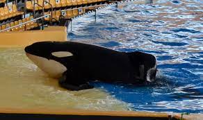 Keto the Orca Has Died | Dolphin Project