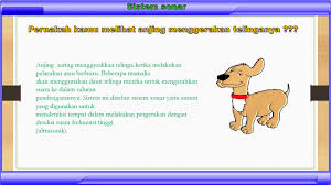 Skema rangkaian sederhana alat bantu pendengaran orang tuli. Indera Pendengaran Sistem Sonar Pada Makhluk Hidup Ppt Download