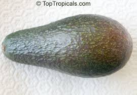 We did not find results for: Avocado Persea Americana Varieties Toptropicals Com