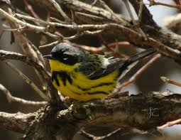 Black Bird With Blue Neck Wyoming Birding In 2020 The Incredibles Wyoming Blue Heron