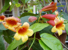 Image result for Bignonia capreolata