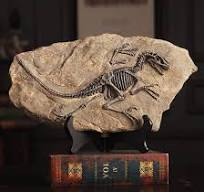 Animatronic Model Fiberglass Dinosaur Skeleton Statue Carnosaurus Dinosaur  Fossils Teeth