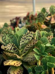 Image result for Kalanchoe marmorata