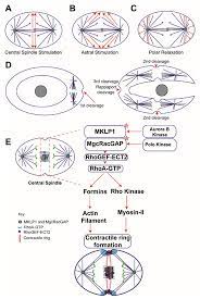 Savesave biology discussion animal cell culture_ history, t. Biology Free Full Text Classical And Emerging Regulatory Mechanisms Of Cytokinesis In Animal Cells
