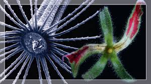 We did not find results for: The Plant Cell Oxford Academic