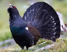 Le grand tétras (tetrao urogallus), ou grand coq de bruyère, est un gros gallinacé vivant en montagne dans les forêts de conifères. Conference Sur Le Grand Tetras Espece Parapluie Prats Toujours