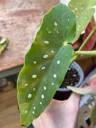 Image result for Brownleea maculata