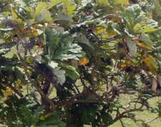 Image result for Bocconia