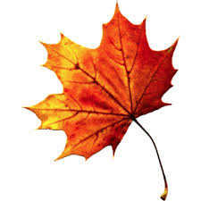 Vector autumnal foliage fall of maple leaves. Fall Leaves Png Transparent Images Free Png Images Vector Psd Clipart Templates