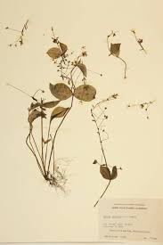 Image result for Montiaceae