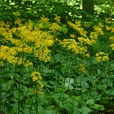 Image result for Senecio purpureus