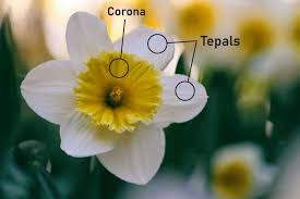 Press a flower for safe shelf keeping and further observation. The Parts Of A Flower With Diagram Photos Complete Botany Lesson