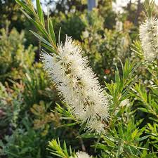 Image result for Melaleuca bracteata
