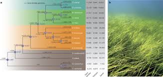 Image result for Zosteraceae