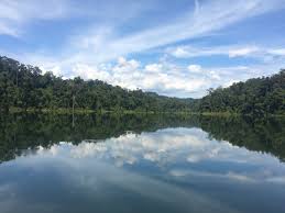 Difahamkan, saiz hutan ni 300 ribu hektar, iaitu empat kali ganda lebih besar. Belum Temengor Wikipedia