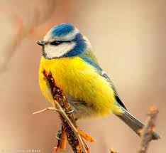 Birds With Yellow Feathers On Head Pin Von Carol Feige Auf Birds Blaumeise Vogel Als Haustiere Meise