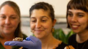 Littlejohn's tree frogs captively bred for first time in Newcastle