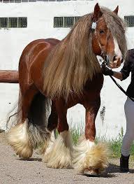 But why does it feel like everyone wants a piece of him…?! Gypsy Vanner Animal Database Fandom