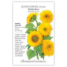 Tall plant with yellow pom pom flowers. Teddy Bear Dwarf Sunflower Seeds Flowers Botanical Interests