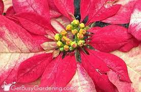 How To Care For Poinsettia Plants In 2021 Poinsettia Plant Poinsettia Care Poinsettia Flower