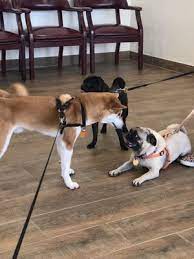 Katy pet wellness solutions provides surgery services such as dog spay, cat spay, dog neuter. Affordable Pet Clinic Katy 11 Photos 44 Reviews Veterinarians 6155 N Fry Rd Katy Tx Phone Number