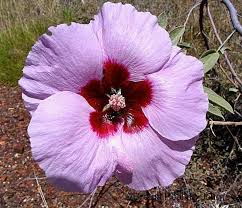 Wildflowers Of Western Australia Australian Native Flowers Australian Wildflowers Australian Flowers