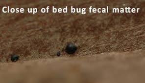 But it's crucial to use the right one when treating an infestation. Control Of Bed Bugs In Residences Information For Pest Management Companies Let S Beat The Bed Bug