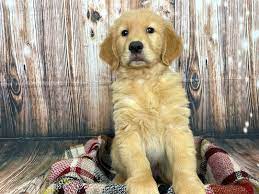 Let us know if we can. Golden Retriever Puppies Petland Dayton