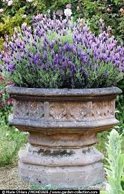 Lavender In A Large Outdoor Urn Easy Comes Back Every Year Just Prune Back Simple And Beautiful Garden Containers Plants Garden Urns