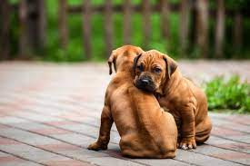 However, the ways in which the hormones influence the father and his memory are different. Do Dogs Remember Their Siblings Here S An Interesting Study