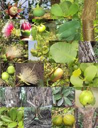 Image result for Sonneratia alba