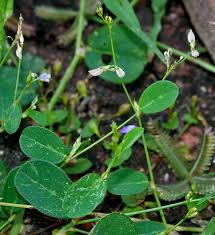 Image result for Alysicarpus