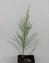 Image result for Casuarina littoralis