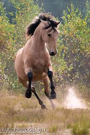 These horses have a gold or tan. Galloping Buckskin Horse Beautiful Pretty Horses Horses Buckskin Horse
