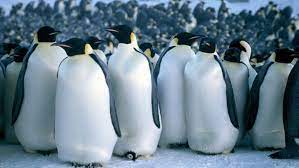 One of the few songs that i just could not get myself to submit until now. Family Flicks Film Series March Of The Penguins Hammer Museum