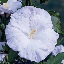 Image result for Hibiscus mutatus