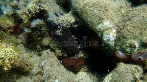 Image result for Tragus pedunculatus