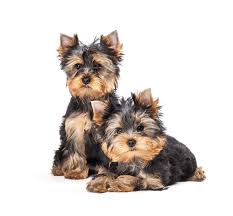 Von verhaltenseigenschaften über charakterzüge bis zu seiner geschichte ✅ du überlegst. Yorkshire Terrier Hunde Rassen Information Omlet