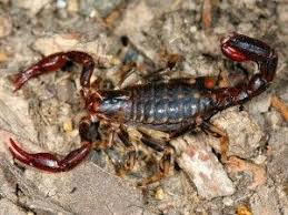 Wood Scorpion Cercophonius Squama Scorpion Arachnids Animals And Pets