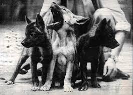 Suola Kuupielessä: Kainkoiran ja suden risteytys