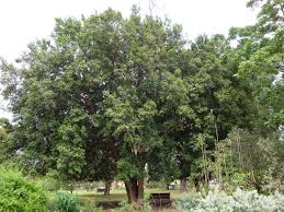 Image result for Elaeodendron croceum